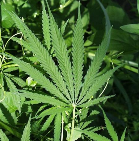 marijuana